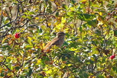 Emberiza cioides