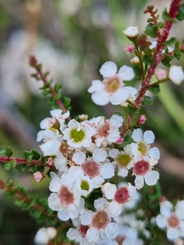 Sannantha cunninghamii · iNaturalist