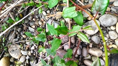 Muehlenbeckia hastulata