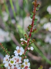 Sannantha cunninghamii