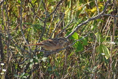 Emberiza cioides