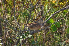 Emberiza cioides