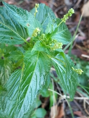 Mercurialis annua