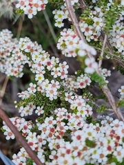 Sannantha cunninghamii