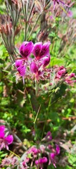 Pelargonium cordifolium
