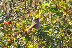 Emberiza cioides