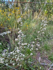 Sannantha cunninghamii