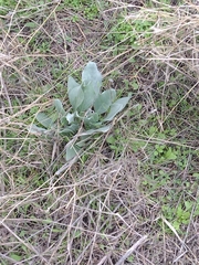 Cynoglossum cheirifolium