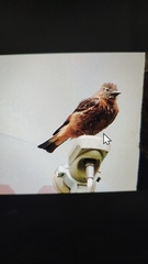 Hirundinea ferruginea