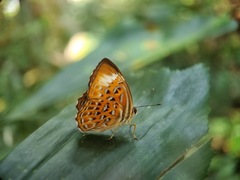 Taxila haquinus