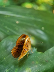 Taxila haquinus