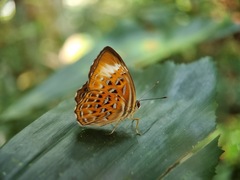 Taxila haquinus