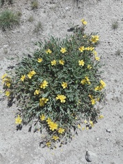 Cistus lasianthus