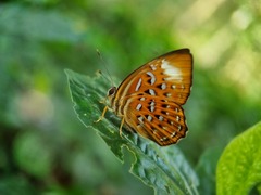 Taxila haquinus
