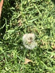 Arctotheca calendula