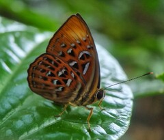 Taxila haquinus