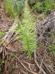 Telmatoblechnum indicum