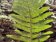 Doodia kunthiana
