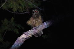 Strix virgata
