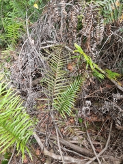 Telmatoblechnum indicum