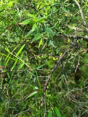 Acrotriche aggregata