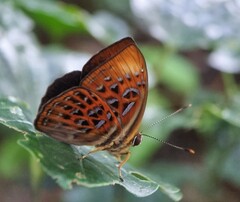 Taxila haquinus