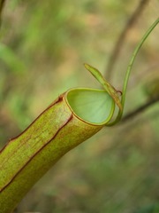 Nepenthes gracilis