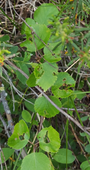 Betula divaricata