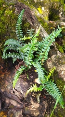 Blechnum hastatum