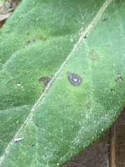 Botryosphaeria dothidea