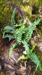 Blechnum hastatum
