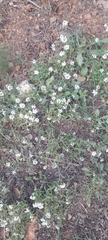 Lobularia maritima