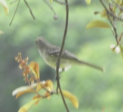 Elaenia flavogaster