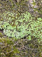 Cladonia ochrochlora