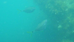 Chloroscombrus chrysurus