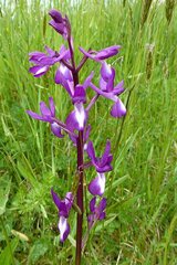 Anacamptis laxiflora