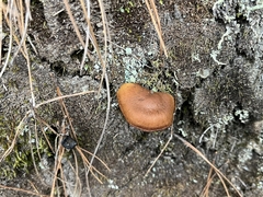 Cortinarius cinnamomeus