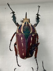 Mecynorhina