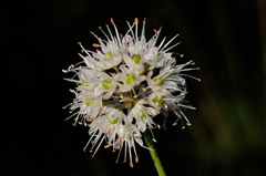 Allium ericetorum