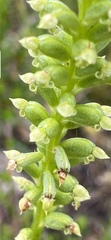 Microtis arenaria