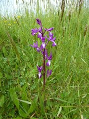 Anacamptis laxiflora