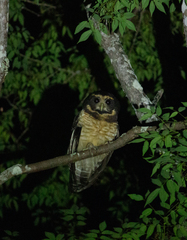 Pulsatrix koeniswaldiana