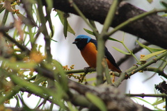 Chlorophonia elegantissima