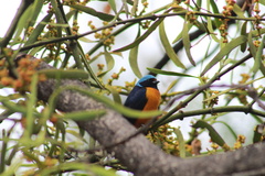Chlorophonia elegantissima