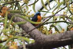 Chlorophonia elegantissima