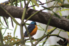 Chlorophonia elegantissima
