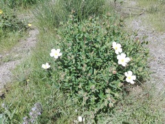 Cistus psilosepalus