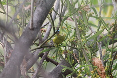 Chlorophonia elegantissima
