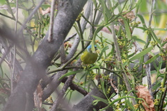 Chlorophonia elegantissima