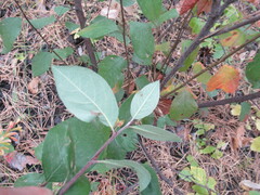 Cotoneaster melanocarpus